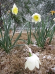 Snow covered Daffodils "Non-Stop Yellow"